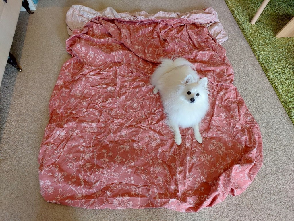 Cut Japanese Spitz dog helping to sew a dress from a wrap dress
