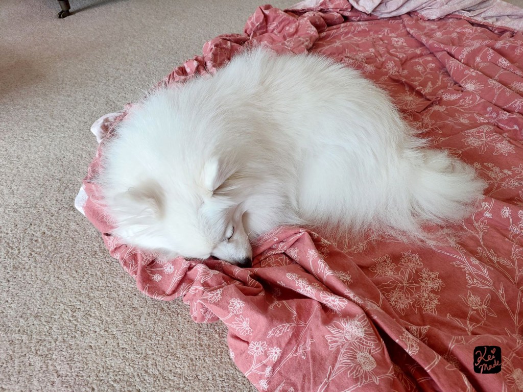 Cut Japanese Spitz dog helping to sew a dress from a wrap dress and doesn't want to move